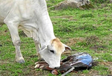 Para evitar pérdidas gestacionales en los predios, lo mejor es la vacunación. Foto: CONtexto Ganadero. Aborto bovino.