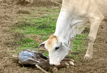 Las enfermedades venéreas en bovinos se transmiten en casi todos los casos mediante la monta natural. Foto: CONtexto Ganadero. enfermedades transmisión sexual
