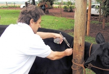 El biológico más costoso lo tiene Venezuela que les pide $USD 5 a los ganaderos por dosis aplicada. Foto: CONtexto Ganadero. Aftosa