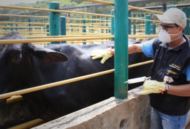 En total se han aplicado en el país 619 millones 374 mil dosis contra la Fiebre Aftosa. Foto: Diego Ríos. Fiebre aftosa.