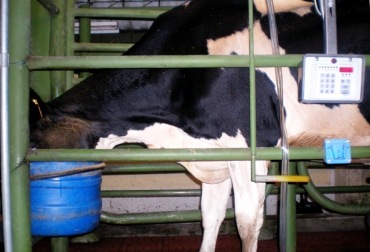 Se podría reemplazar la quinta parte del concentrado por harina de yuca, sin presentar efectos negativos sobre la producción de leche o su composición. Foto: agenciadenoticias unal. Suplemento bovino yuca