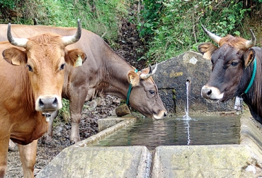 Contar con abrevaderos es importante para tener reservas de aguas en la finca. Foto: salesganasal.com. Abrevaderos para ganado