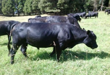 Esta nueva raza permite obtener las capacidades cárnicas del angus, pero a su vez la resistencia y adaptabilidad del brahman. Foto: CONtexto Ganadero. Ganado angus brangus