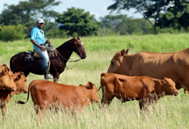 Para los expertos, lo más recomendable es movilizar animales en las primeras horas de la mañana. Foto: Fedegán. Raza Costeño con Cuernos