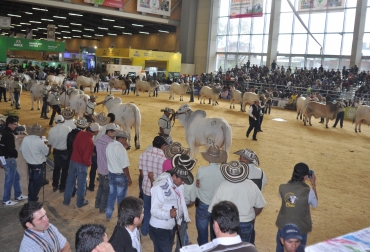 A través de esta vitrina, Asocebú Colombia busca impulsar todos los avances en materia de mejoramiento genético que han venido desarrollando. Foto: Asocebú Colombia Razas cebuínas en Agroexpo 2013