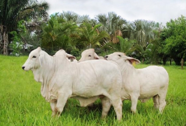 Los pesajes iniciarán el 22 de abril de este año y concluirán el próximo 12 de marzo de 2015. Foto: Asocebú. prueba nacional de desempeño en pastoreo de hembras Brahman