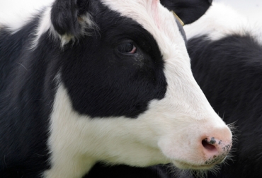 Otro de los retos de Asoholstein es darle al ganadero un valor agregado para que mejoren su productividad. Foto: Fedegán. Raza Holstein
