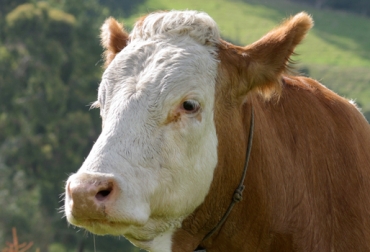 Asosimmental busca fortalecer el gremio a través de su portafolio de servicios y actividades. Foto: Fedegán. Raza Simmental