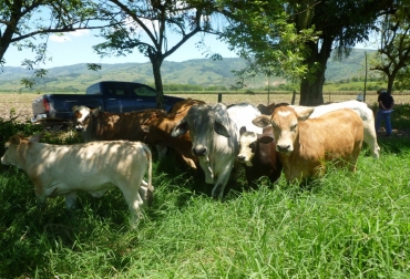 Asosimmental busca promover e incentivar a que más entidades y empresas ganaderas desarrollen su actividad con responsabilidad social empresarial. Foto: Asosimmental-Simbra Asosimmental FAO quieren evitar desperdicio de alimentos