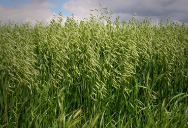 Es una gramínea, tiene un contenido nutricional bastante alto en energía, que la convierte en una opción alimenticia viable de cara al verano. Foto: CONtexto Ganadero. Avena forrajera dorada
