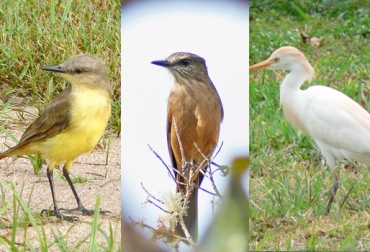 Estos son las 3 aves que contribuyen a la disminución de parásitos ganaderos.Foto: CONtexto Ganadero. Aves que comen insectos.