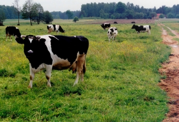 Las cifras se incrementaron especialmente en el departamento de Tolima. Foto: Contexto Ganadero. Abigeato en el país