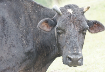 Los semovientes más afectados son los que están ubicados en las regiones tropicales y subtropicales. Foto: albertomestra.blogspot.com. Babesiosis bovina