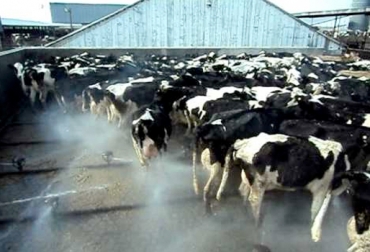 En algunos predios lecheros tienen aspersores para lavar a las vacas antes del ordeño. Foto: Jorge Coria. Bañar a las vacas