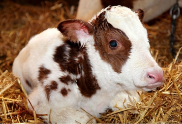 No es lo mismo hacer un destete con un ternero de carne que con uno de leche. Foto: CONtexto Ganadero. edad para hacer destetes