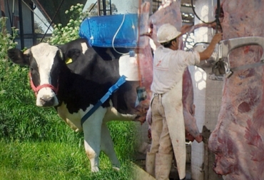 Desde la empresa Friogán S.A. se estudia la posibilidad de generar energía con residuos ganaderos. Foto: CONtexto ganadero. Biodigestores bovinos