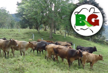 Con varios acuerdos comerciales prenegociados y el propósito de ingresar al mercado colombiano, arranca el año para Bioganaderos. Foto: Cultura Empresarial Ganadera. Bioganaderos