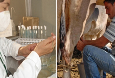 La investigación biotecnológica ha favorecido el desarrollo de técnicas que permiten introducir, eliminar o modificar de forma específica un grupo de genes. Foto: Cortesía - La Nación. La biogenética gana terreno
