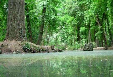 Los bosques nativos mitigan la emisión de CO2 y mantienen el equilibrio de un ecosistema. Foto: Cortesía - 3BP. Preservación de bosques nativos en el planeta