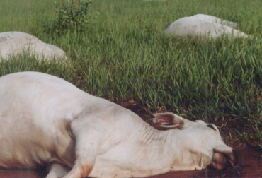 Las reses que comen restos de animales pueden padecer de botulismo, enfermedad que afecta el cerebro por el alto grado de intoxicación en el cuerpo. Foto: CONtexto Ganadero. botulismo en ganado