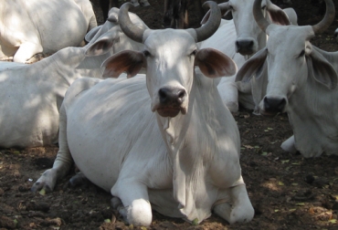 Los bovinos se echan para descansar, pero hay señales que denotan su desplome por la presencia de una patología. Foto: CONtexto Ganadero. vacas echadas