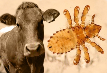 Los piojos invaden la piel de los bovinos y ocasionan comezón, anemia y baja producción. Foto: CONtexto Ganadero. piojos vacas