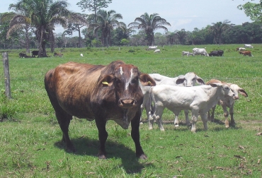 La fiebre aftosa provoca millonarias pérdidas y limita la entrada del producto a los principales mercados a nivel global. Foto: ICA. fiebre aftosa en el mundo