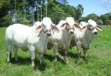Los sistemas silvopastoriles son una de las alternativas de trabajo que vienen utilizando los productores de la región. Foto: CONtexto Ganadero. Sistemas Silvopastoriles