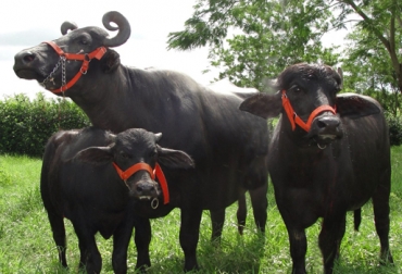 La especie Diamante negro, se ha ido posicionando en el mercado ganadero del país. Foto: Cortesía Lachachara. Búfalo diamante negro