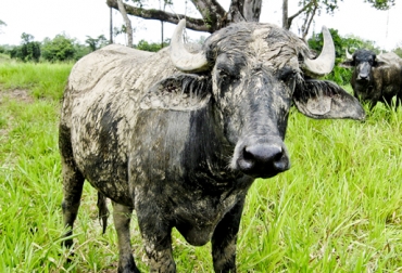 Cada predio bufalino debería realizar un plan sanitario único. Foto: Asobúfalos. Búfalos en Colombia
