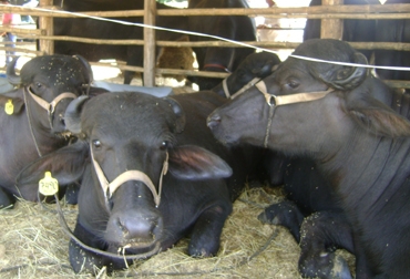 Los búfalos viven a orillas de los ríos o zonas pantanosas y son triple propósito: carne, leche, trabajo. Foto: Archivo Los búfalos viven a orillas de los ríos o zonas pantanosas y son triple propósito: carne, leche, trabajo.