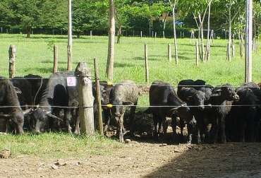En Colombia existen unas 300 mil cabezas de búfalos. Foto: Unal. Búfalos en Colombia