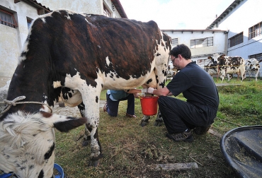 La mastitis bovina es considerada en el ámbito mundial una de las enfermedades de mayor impacto para la industria lechera. Foto: Agencia UNAL. mastitis bovina colombia