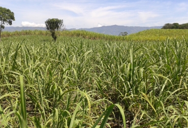 El uso de la caña como silo es ideal en bovinos de leche ubicados en trópico alto. Foto: Cortesía. caña de azúcar ganadería