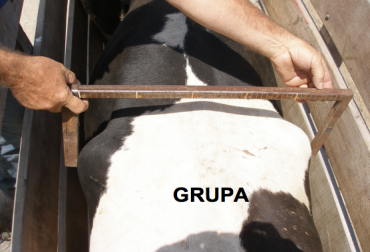 Medición de la distancia entre la tuberosidad coxal derecha e izquierda (TCDI) como un estimador del peso vivo. Foto: INTA. medición de vaquillonas