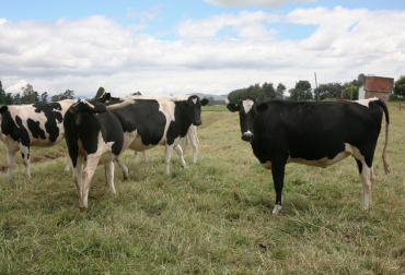 La presencia de nitritos en el organismo por encima de los niveles tolerables provoca que la hemoglobina se convierta en metahemoglobina. Foto: ICA. nitritos y nitrato en la ganadería