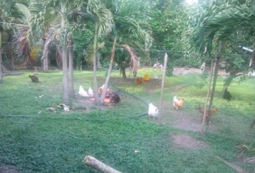 Estas “aves felices en pastoreo” tienen un bienestar animal derivado de los SSP de la ganadería bovina. Foto: Germán del Real. sistemas silvopastoriles