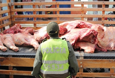 Los camiones que traen el ganado desde Venezuela, algunas veces cuenta con guías de movilización falsas. Foto: Policía Nacional. Contrabando de carne.