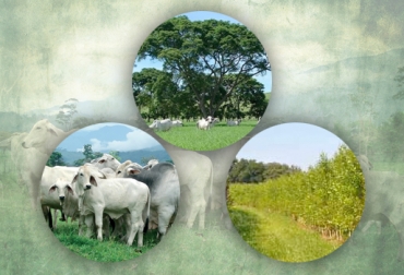 El Carreto Colorado es un árbol maderable en vía de extinción que se conservará en algunas ganaderías de Colombia. Foto: CONtexto Ganadero. silvopastoriles carreto colorado