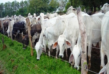 Asocebú, entidad gremial encargada de los registros bovinos nacionales, elegirá junta directiva. Foto: Asocebú. Cebú Colombia.