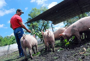 A los pequeños productores les cuesta conseguir suplementos a buen precio, por eso los científicos nacionales buscan alternativas económicas para reemplazarlos parcialmente. Foto: Agencia de Noticias UNal. Alternativas de nutrición animal