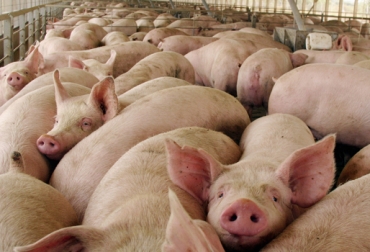 Entre mejor sea el trato que se le dé al animal, mejor será la calidad de la carne. Foto: Cortesía. Bienestar animal de cerdos