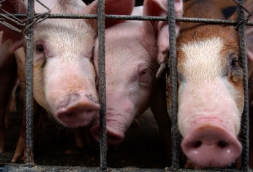 Al país llega un cerdo desde Venezuela con un valor de $2.000 el kilo en pie, en Colombia está entre $4.800 y $5.000. Foto: Cortesía. Contrabando cerdos