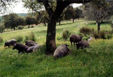 A través de esta tecnología es rentable reciclar los residuos del animal utilizándolos en cultivos agrícolas y hortofrutícolas. Foto: Cortesía La Opinión / Murcia - España Gestión de residuos orgánicos del cerdo