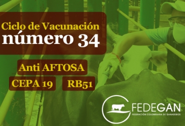 Nuevamente, Fedegán será la encargada de adelantar las labores del Ciclo en todo el país. Foto: CONtexto ganadero. Ciclo de vacunación de Fedegán