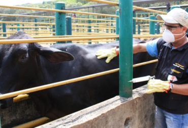 El próximo 19 de diciembre termina el II Ciclo de vacunación en 2013. Foto: CONtexto Ganadero. Ciclo de vacunación de Fedegán