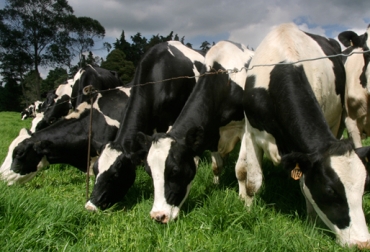 Con este nuevo software se busca la conformación funcional de las vacas. Foto: Fedegán-FNG. Raza Holstein