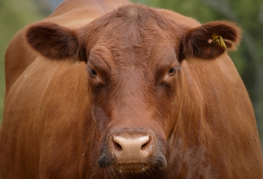 Los ganaderos deben conocer el funcionamiento de los sentidos de los bovinos para comprender su comportamiento. Foto: CONtexto Ganadero. bienestar animal