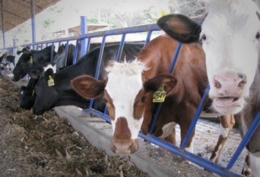La eficiente implementación de los clúster le ha permitido al sector ganadero ser más competitivo de cara a los mercados internacionales. Foto: Peruláctea. Clúster ganadero