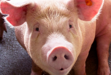 Para el gremio porcino lo que hace falta son políticas agropecuarias de Estado que promuevan la exportación. Foto: Asoporcicultores. Producción porcícola
